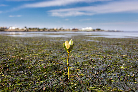 Young mangrove growing in seagrass beds