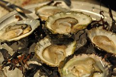 oysters