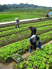 Agriculture work being done in field
