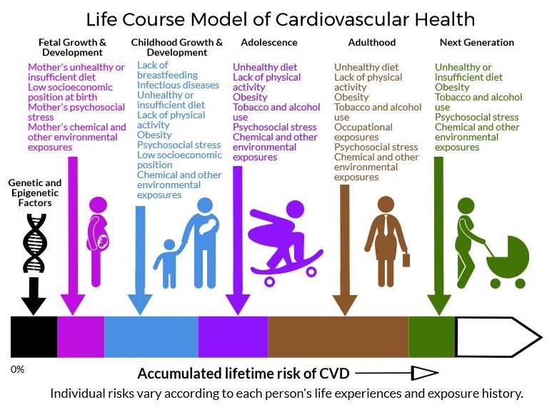 Life course model of cardiovascular health